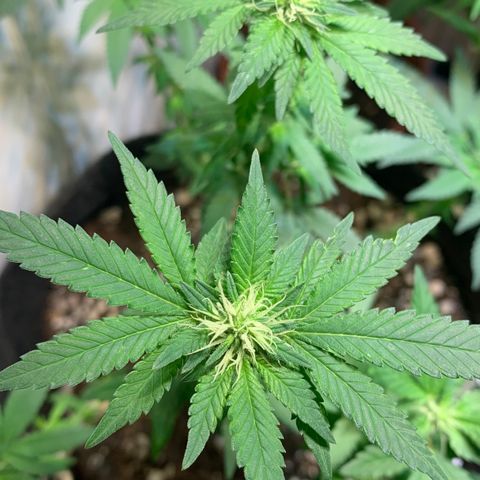 Tutankhamon pyramid seeds growlog timeline photo