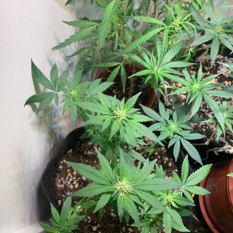 Tutankhamon pyramid seeds growlog timeline photo