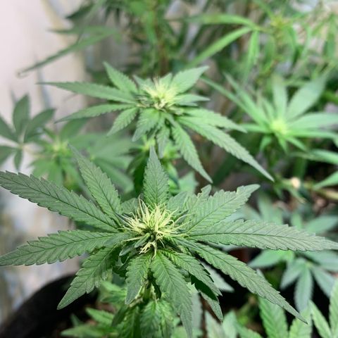 Tutankhamon pyramid seeds growlog timeline photo
