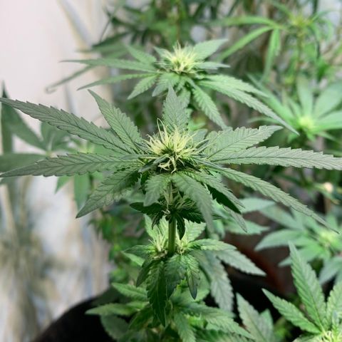 Tutankhamon pyramid seeds growlog timeline photo