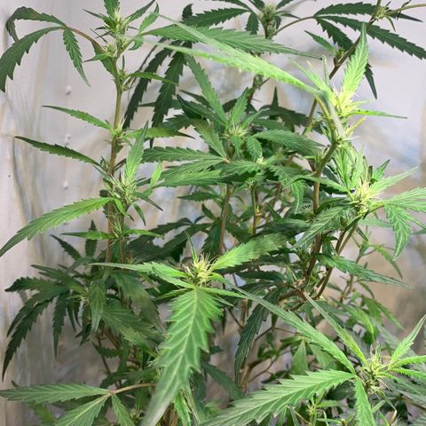 Semente regular (adotada Léo negao) growlog timeline photo