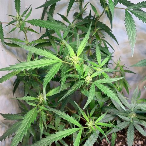 Semente regular (adotada Léo negao) growlog timeline photo