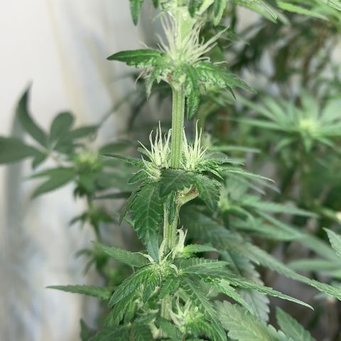 Tutankhamon pyramid seeds growlog timeline photo