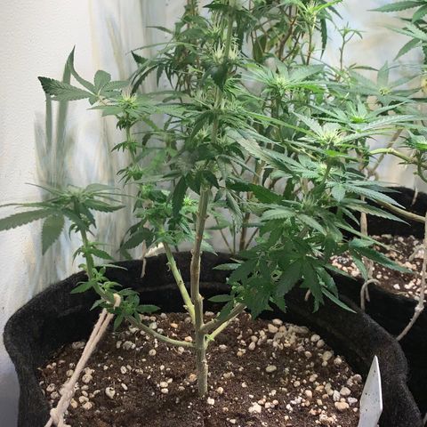 Tutankhamon pyramid seeds growlog timeline photo
