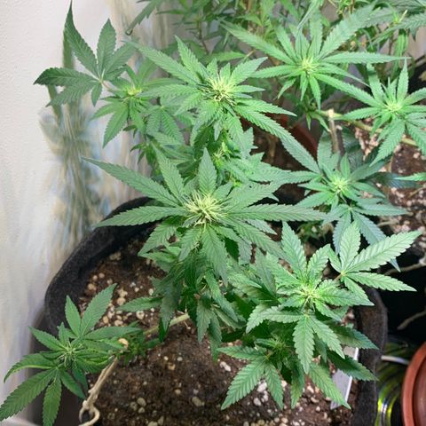 Tutankhamon pyramid seeds growlog timeline photo