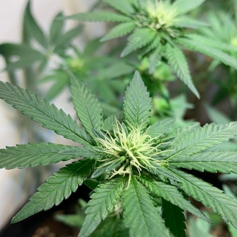 Tutankhamon pyramid seeds growlog timeline photo
