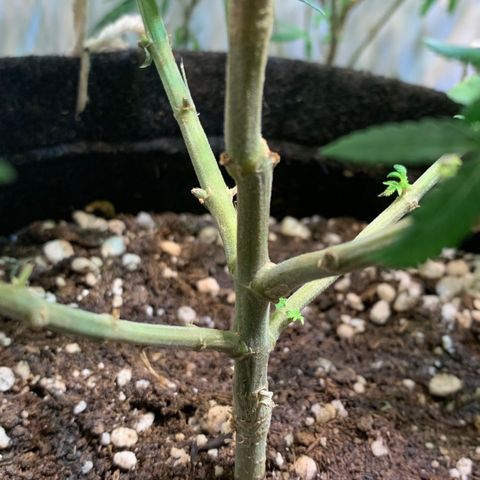Tutankhamon pyramid seeds growlog timeline photo
