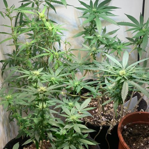 Semente regular (adotada Léo negao) growlog timeline photo