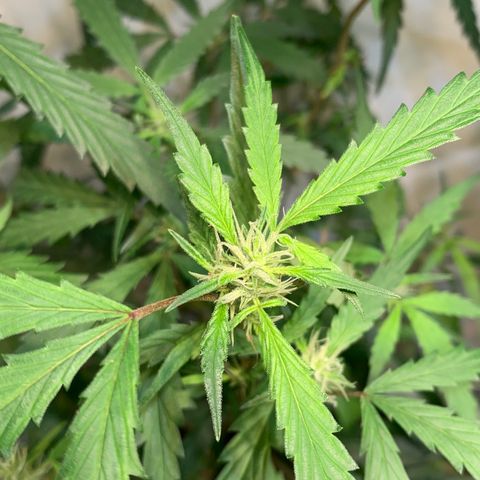 Semente regular (adotada Léo negao) growlog timeline photo
