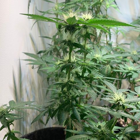 Tutankhamon pyramid seeds growlog timeline photo