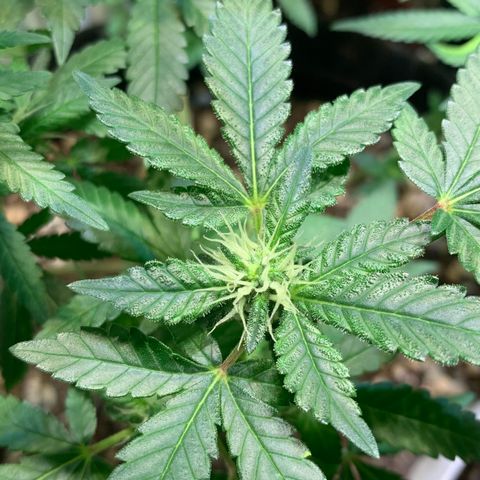 Tutankhamon pyramid seeds growlog timeline photo