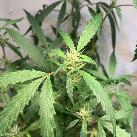 Semente regular (adotada Léo negao) growlog timeline photo