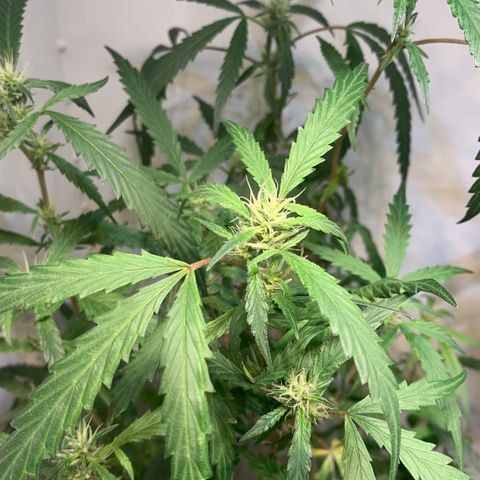 Semente regular (adotada Léo negao) growlog timeline photo