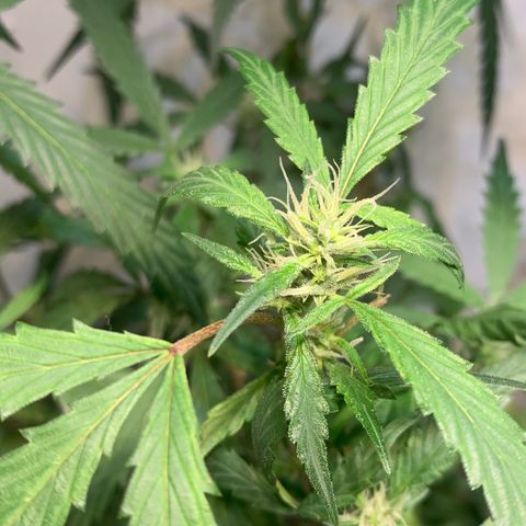 Semente regular (adotada Léo negao) growlog timeline photo