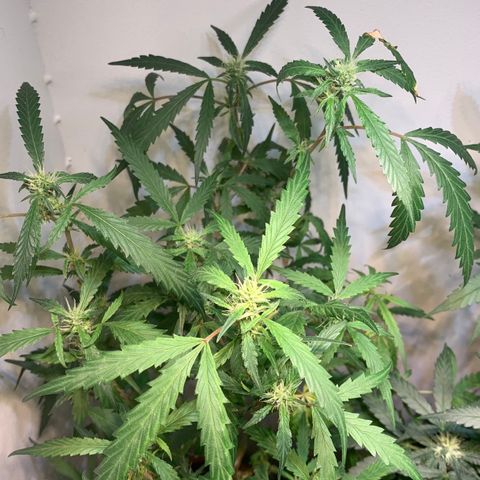 Semente regular (adotada Léo negao) growlog timeline photo