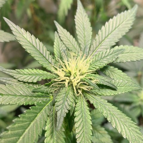 Tutankhamon pyramid seeds growlog timeline photo