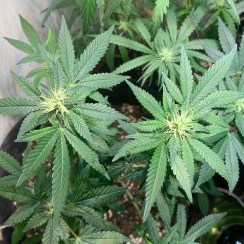 Tutankhamon pyramid seeds growlog timeline photo