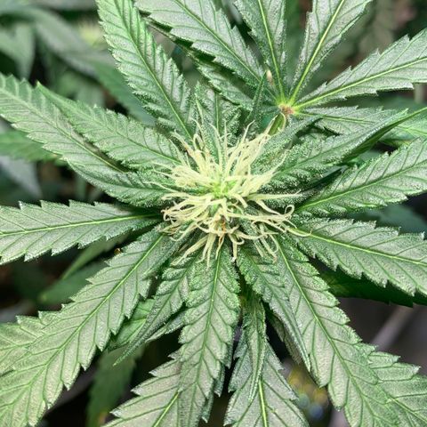 Tutankhamon pyramid seeds growlog timeline photo