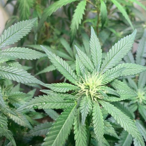 Tutankhamon pyramid seeds growlog timeline photo