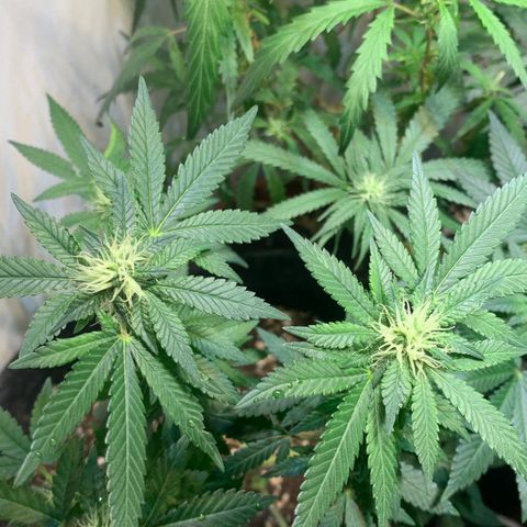 Tutankhamon pyramid seeds growlog timeline photo