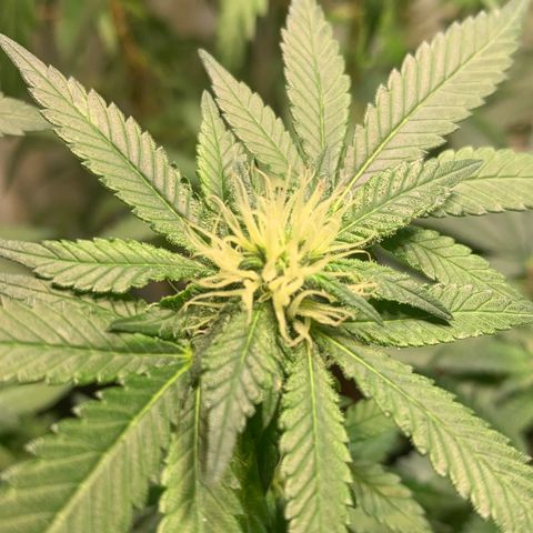 Tutankhamon pyramid seeds growlog timeline photo