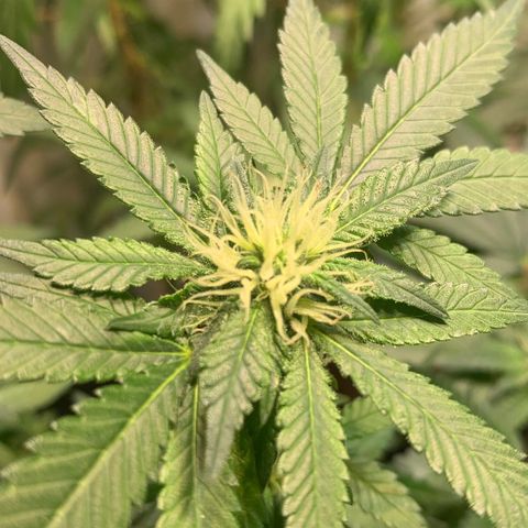 Tutankhamon pyramid seeds growlog timeline photo