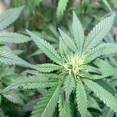 Tutankhamon pyramid seeds growlog timeline photo