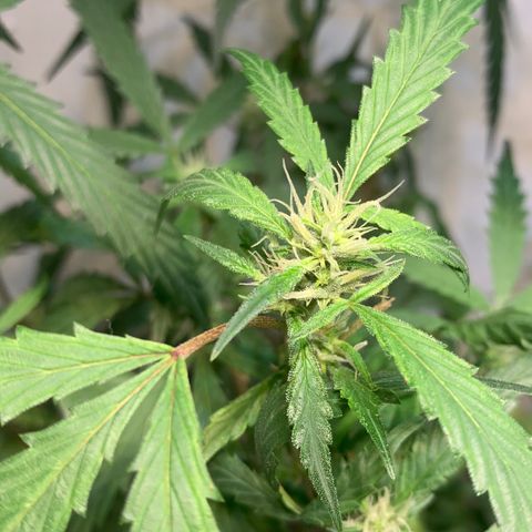 Semente regular (adotada Léo negao) growlog timeline photo