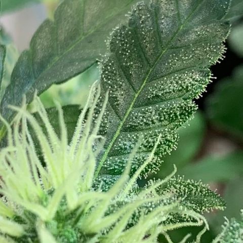Tutankhamon pyramid seeds growlog timeline photo