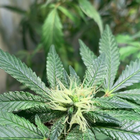 Tutankhamon pyramid seeds growlog timeline photo