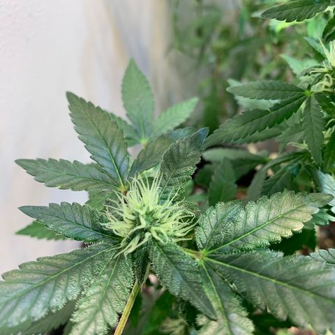 Tutankhamon pyramid seeds growlog timeline photo