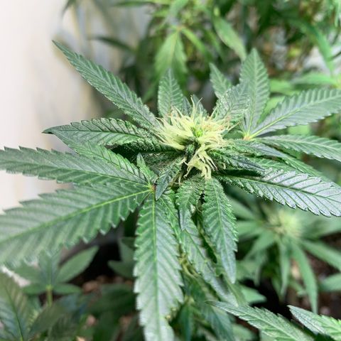 Tutankhamon pyramid seeds growlog timeline photo