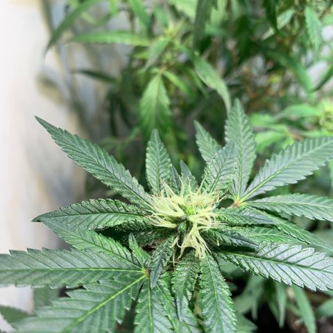 Tutankhamon pyramid seeds growlog timeline photo