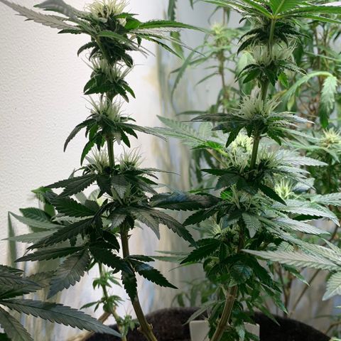 Tutankhamon pyramid seeds growlog timeline photo