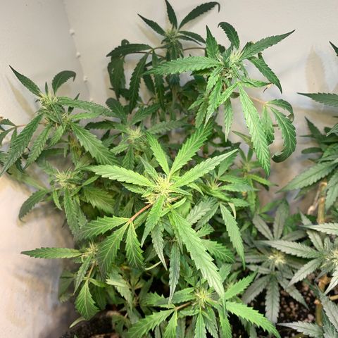 Semente regular (adotada Léo negao) growlog timeline photo
