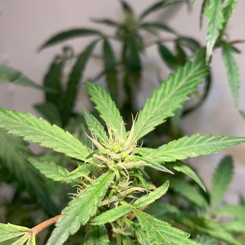 Semente regular (adotada Léo negao) growlog timeline photo