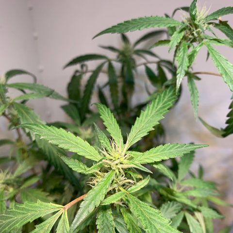 Semente regular (adotada Léo negao) growlog timeline photo