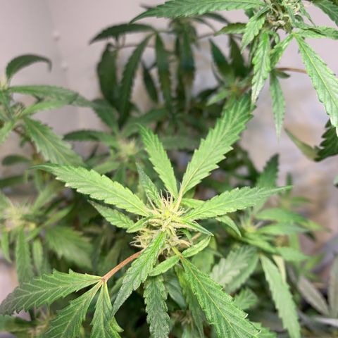 Semente regular (adotada Léo negao) growlog timeline photo