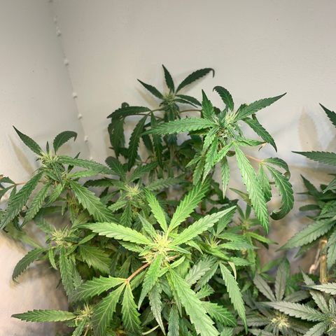 Semente regular (adotada Léo negao) growlog timeline photo