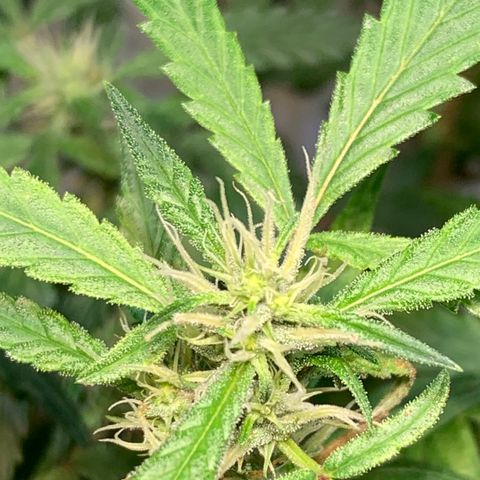 Semente regular (adotada Léo negao) growlog timeline photo