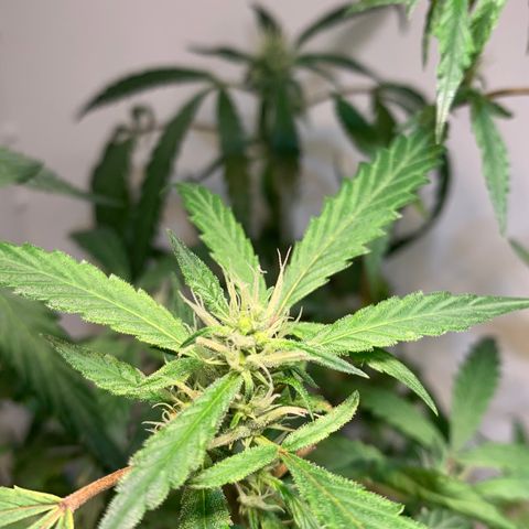 Semente regular (adotada Léo negao) growlog timeline photo