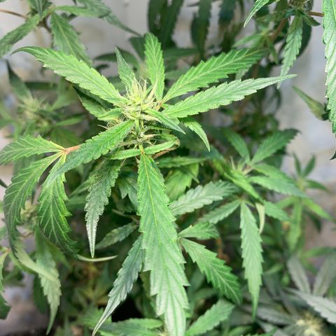 Semente regular (adotada Léo negao) growlog timeline photo
