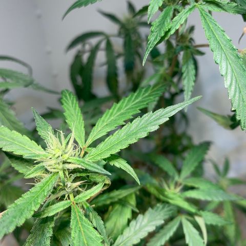Semente regular (adotada Léo negao) growlog timeline photo
