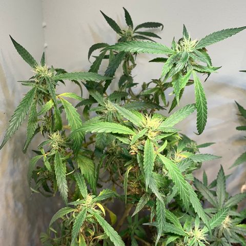Semente regular (adotada Léo negao) growlog timeline photo