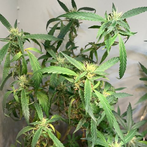 Semente regular (adotada Léo negao) growlog timeline photo
