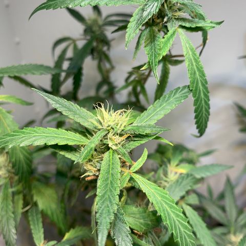 Semente regular (adotada Léo negao) growlog timeline photo