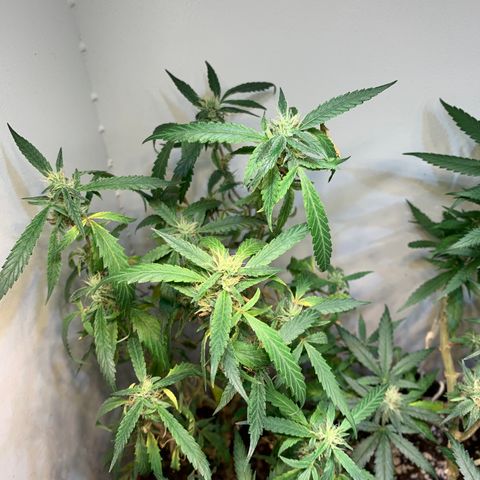 Semente regular (adotada Léo negao) growlog timeline photo