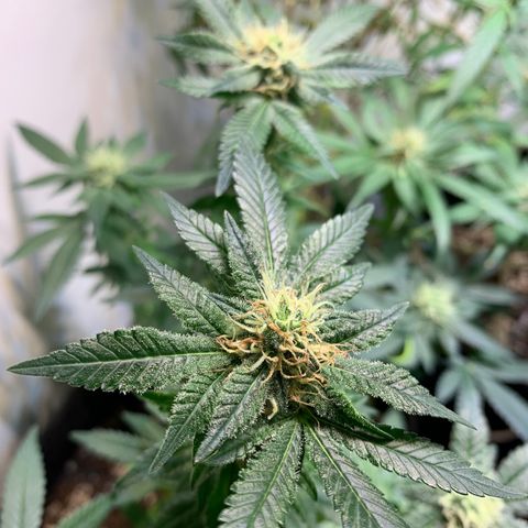 Tutankhamon pyramid seeds growlog timeline photo