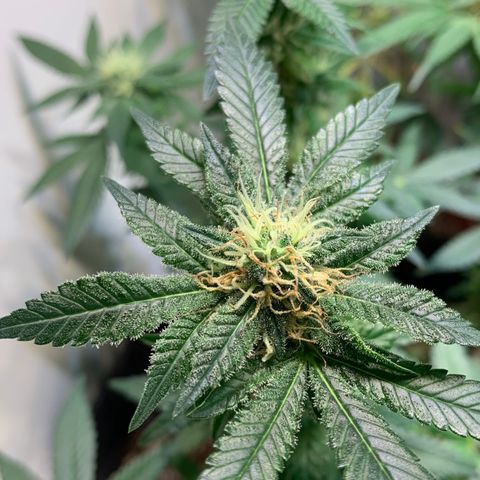 Tutankhamon pyramid seeds growlog timeline photo