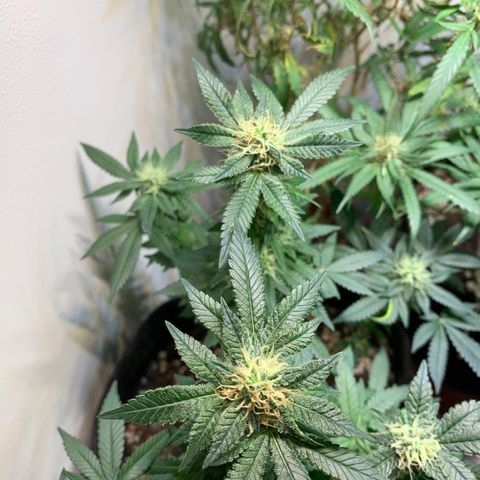 Tutankhamon pyramid seeds growlog timeline photo